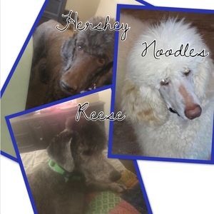 Meet your Posher, Libby